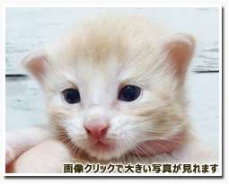 ノルウェージャンフォレストキャット