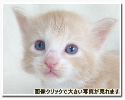 ノルウェージャンフォレストキャット