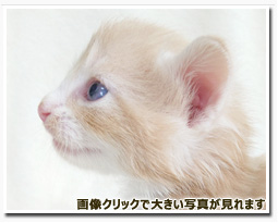 ノルウェージャンフォレストキャット