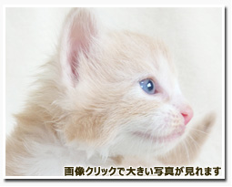 ノルウェージャンフォレストキャット