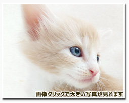 ノルウェージャンフォレストキャット