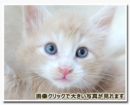 ノルウェージャンフォレストキャット