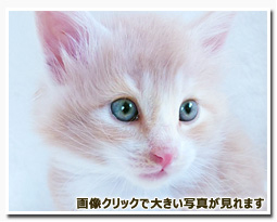 ノルウェージャンフォレストキャット