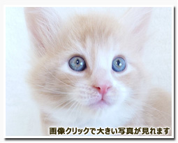 ノルウェージャンフォレストキャット