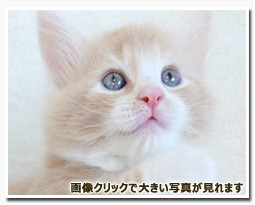 ノルウェージャンフォレストキャット