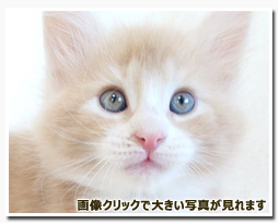 ノルウェージャンフォレストキャット