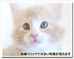 ノルウェージャンフォレストキャット