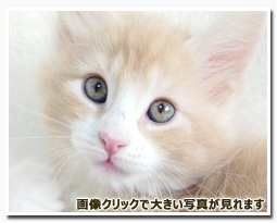 ノルウェージャンフォレストキャット