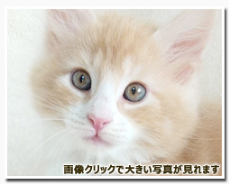 ノルウェージャンフォレストキャット