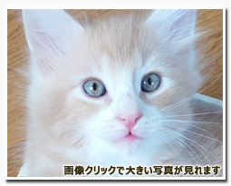 ノルウェージャンフォレストキャット