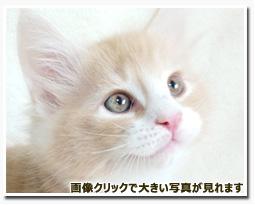 ノルウェージャンフォレストキャット