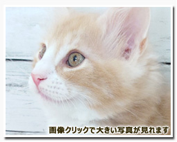 ノルウェージャンフォレストキャット