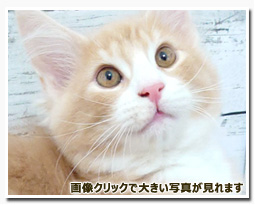 ノルウェージャンフォレストキャット