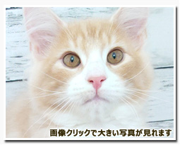 ノルウェージャンフォレストキャット