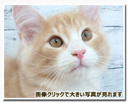 ノルウェージャンフォレストキャット