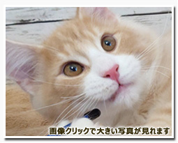 ノルウェージャンフォレストキャット