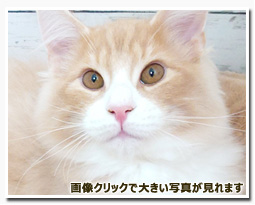 ノルウェージャンフォレストキャット