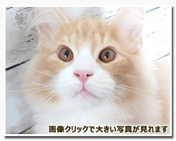 ノルウェージャンフォレストキャット