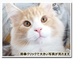 ノルウェージャンフォレストキャット