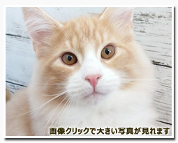 ノルウェージャンフォレストキャット