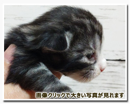 ノルウェージャンフォレストキャット