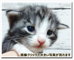 ノルウェージャンフォレストキャット