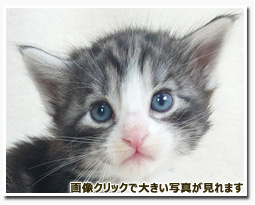 ノルウェージャンフォレストキャット