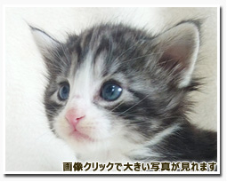 ノルウェージャンフォレストキャット