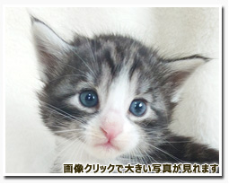 ノルウェージャンフォレストキャット