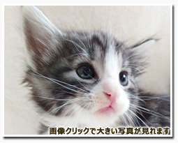 ノルウェージャンフォレストキャット