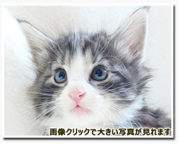 ノルウェージャンフォレストキャット