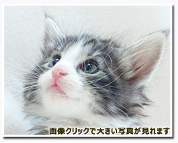 ノルウェージャンフォレストキャット