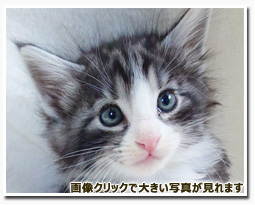 ノルウェージャンフォレストキャット