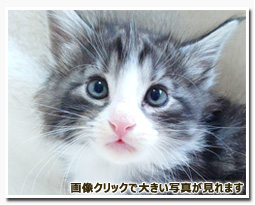 ノルウェージャンフォレストキャット