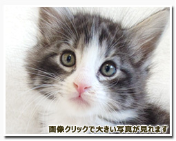 ノルウェージャンフォレストキャット