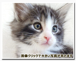 ノルウェージャンフォレストキャット