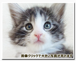 ノルウェージャンフォレストキャット