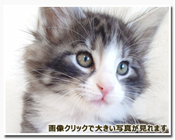 ノルウェージャンフォレストキャット