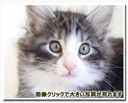 ノルウェージャンフォレストキャット