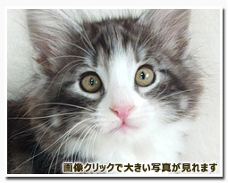 ノルウェージャンフォレストキャット