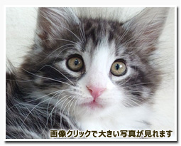 ノルウェージャンフォレストキャット