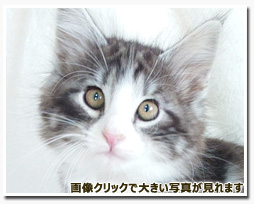 ノルウェージャンフォレストキャット