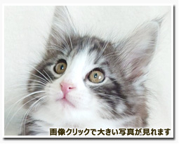 ノルウェージャンフォレストキャット