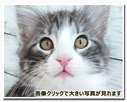 ノルウェージャンフォレストキャット