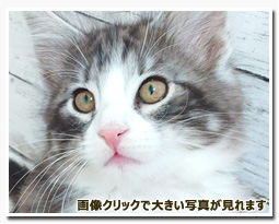 ノルウェージャンフォレストキャット