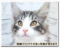 ノルウェージャンフォレストキャット