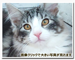 ノルウェージャンフォレストキャット