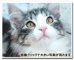 ノルウェージャンフォレストキャット