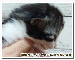 ノルウェージャンフォレストキャット