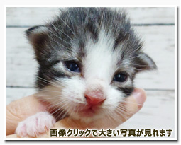 ノルウェージャンフォレストキャット